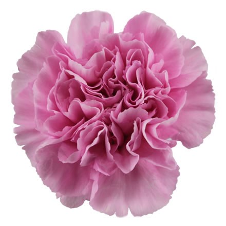 Carnation Rimini