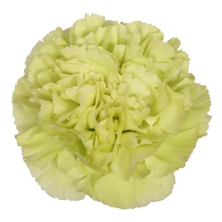 Carnation Seychelles