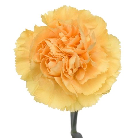 Carnation Sinai