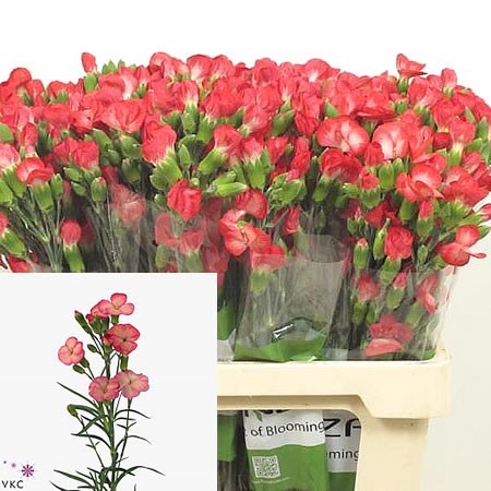 Carnation Spr. Solomio Fen