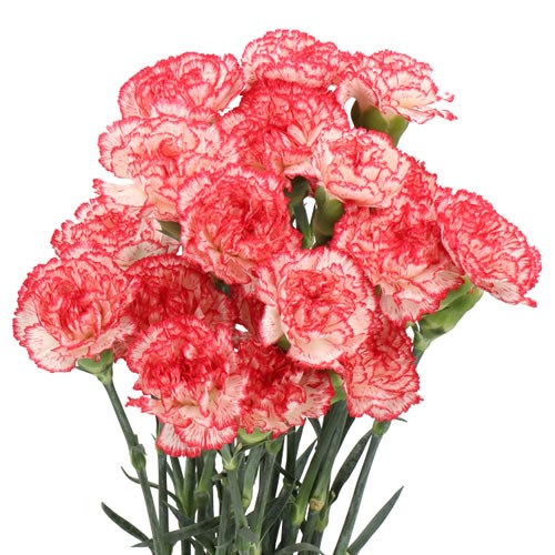 Carnation Sorriso
