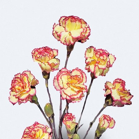 Carnation Spr. Agatha