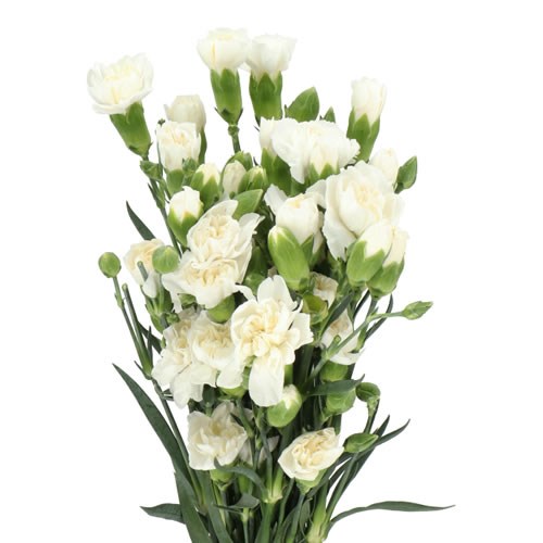 Carnation Spr. Artic