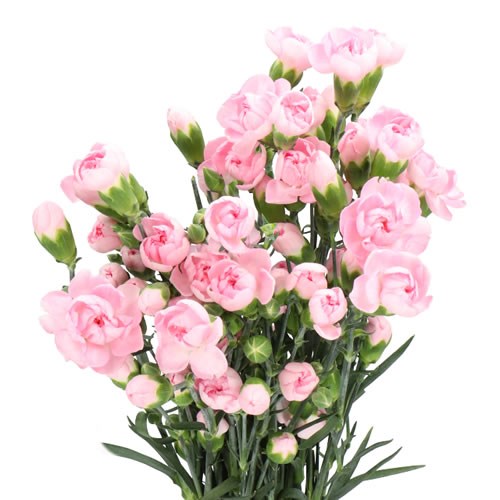 Carnation Spr. Athena