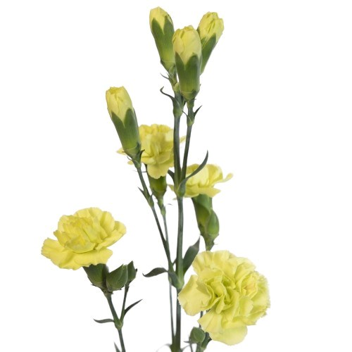 Carnation Spr. Bamboo