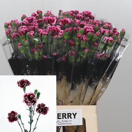 Carnation Spr. Berry