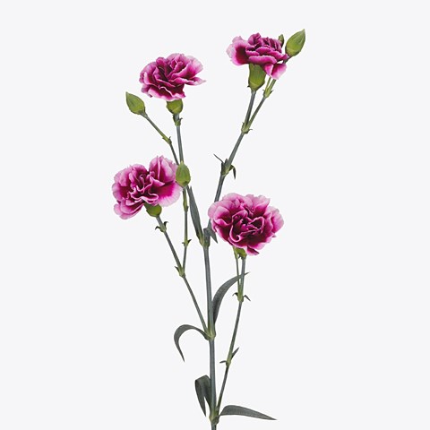 Carnation Spr. Enigma