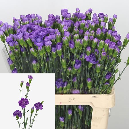Carnation Spr. Florigene Moonberry 60cm | Wholesale Dutch Flowers ...