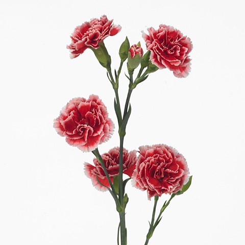 Carnation Spr. Galaxia