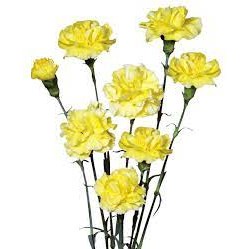 Carnation Spr. Guernseyellow