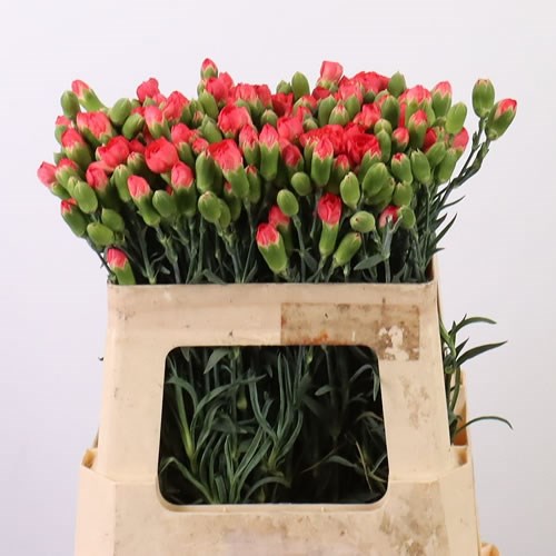 Carnation Spr. Ivana Orange