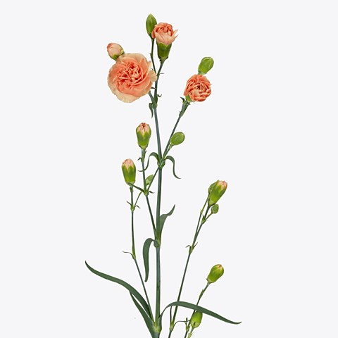 Carnation Spr. Kamilly