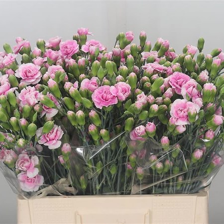 Carnation Spr. Lavender Tessino