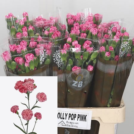 Carnation Spr. Lollipop Pink