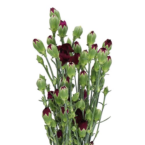 Carnation Spr. Moonvelvet