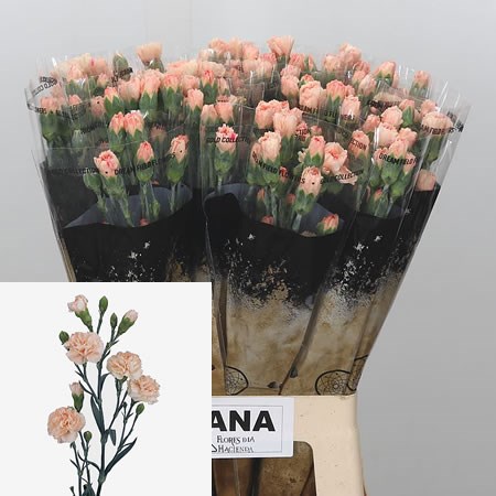 Carnation Spr. Nana