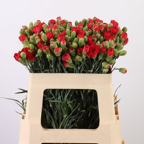 Carnation Spr. Red Fuego