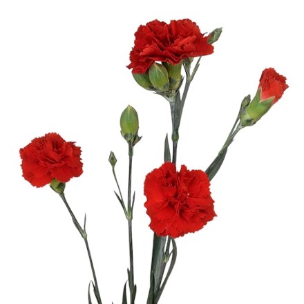 Carnation Spr. Red Kiss