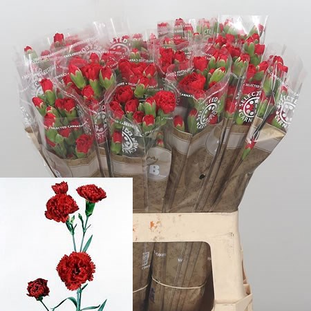 Carnation Spr. Rony