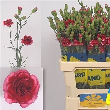 Carnation Spr. Royal Tessino