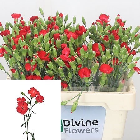 Carnation Spr. Solomio Amos