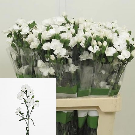 Carnation Spr. Solomio Ard