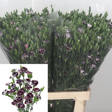 Carnation Spr. Solomio Black Jack