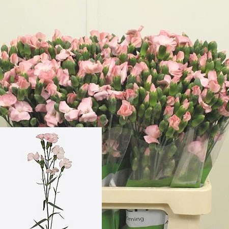 Carnation Spr. Solomio Cas