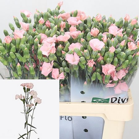Carnation Spr. Solomio Cas