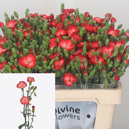 Carnation Spr. Solomio Clif