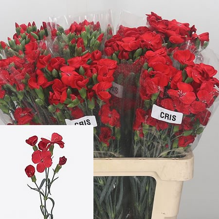 Carnation Spr. Solomio Cris