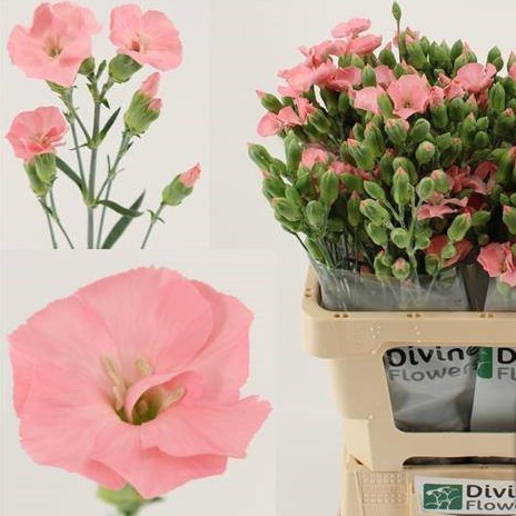 Carnation Spr. Solomio Ivo