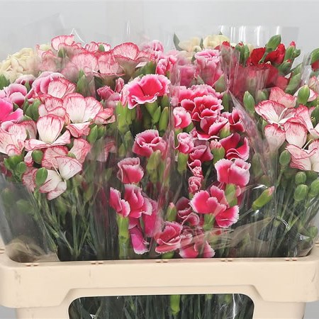 Carnation Spr. Solomio Mix