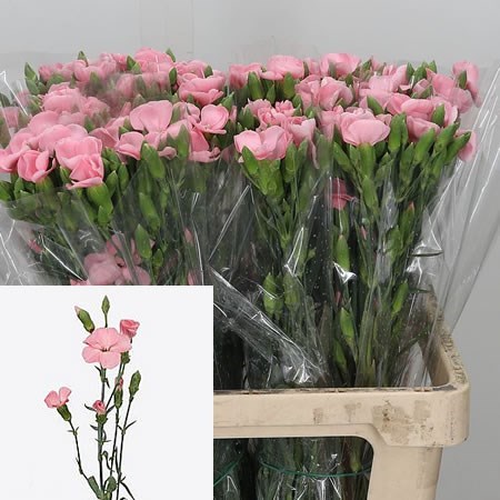 Carnation Spr. Solomio Simply Candy