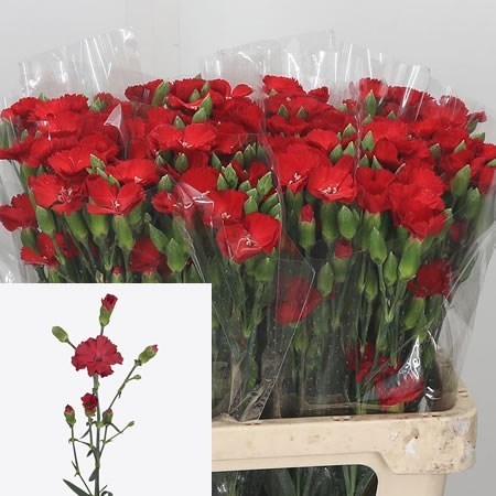 Carnation Spr. Solomio Simply Love