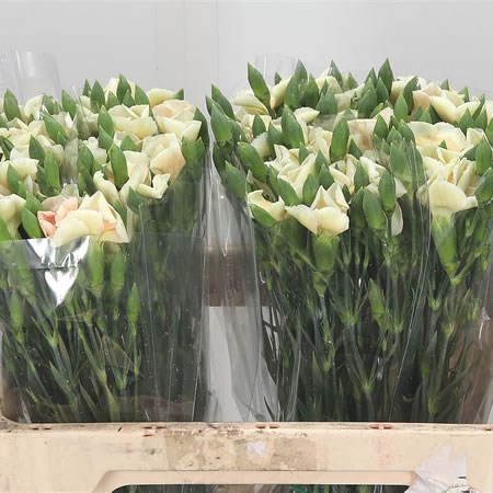 Carnation Spr. Solomio Simply Peach
