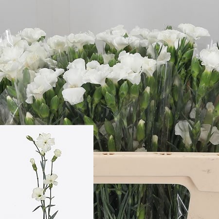 Carnation Spr. Solomio Simply Snow White
