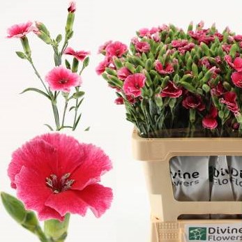 Carnation Spr. Solomio Symply Dixie