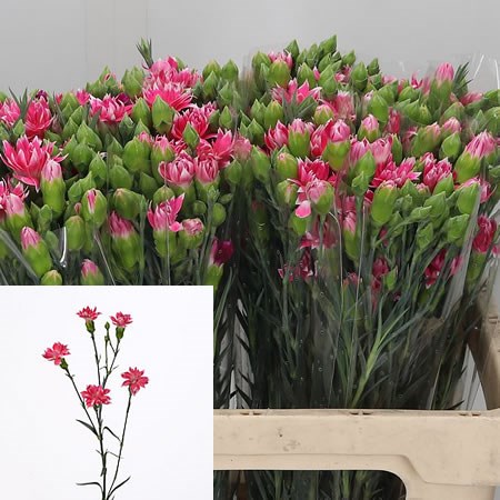 Carnation Spr. Star Cherry Tessino