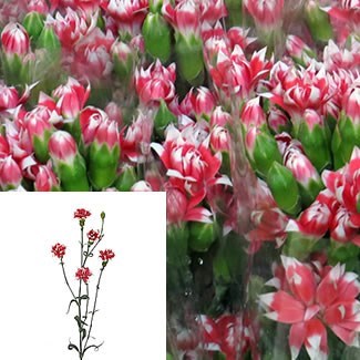 Carnation Spr. Star Ruby Tessino