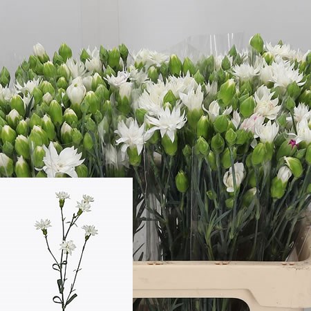 Carnation Spr. Star Snow Tessino