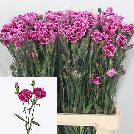 Carnation Spr. The Simpsons Carl