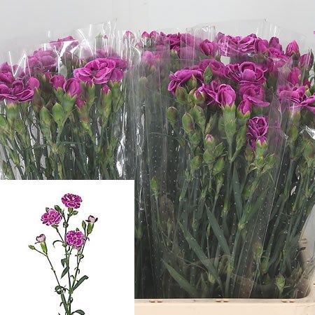 Carnation Spr. The Simpsons Lisa