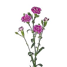 Carnation Spr. The Simpsons Lisa