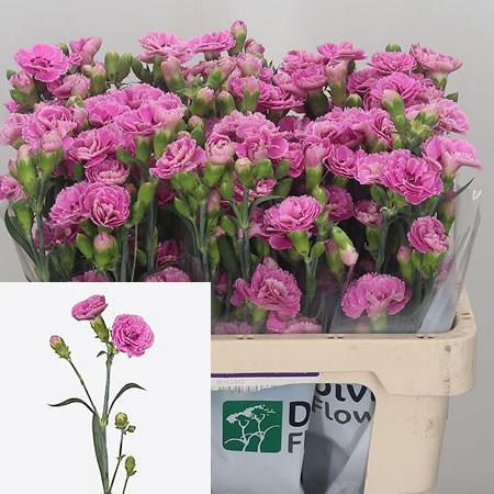 Carnation Spr. The Simpsons Smug