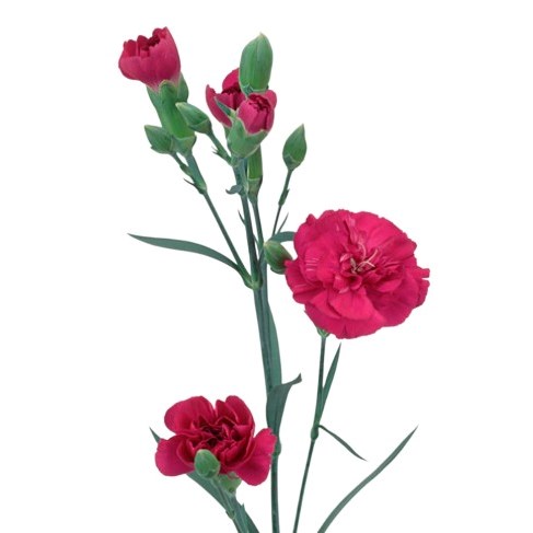 Carnation Spr. Vega