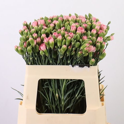 Carnation Spr. West Pink
