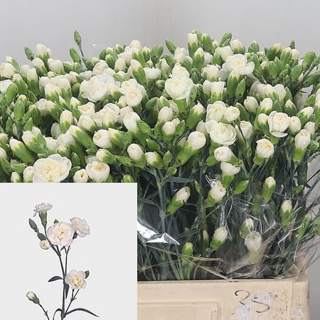 Carnation Spr. White Fleurette