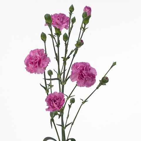 Carnation Spr. Wish