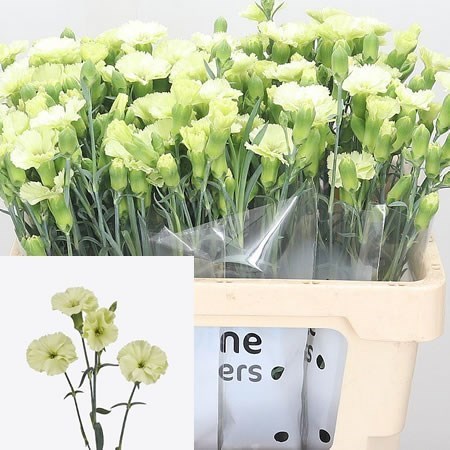 Carnation Spr.Solomio Bern